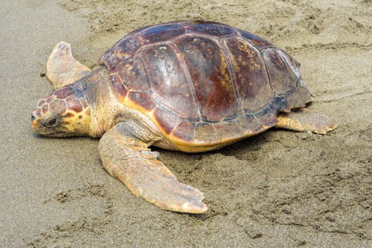 Spectacle rare : une tortue caouanne choisit Porquerolles pour sa ponte
