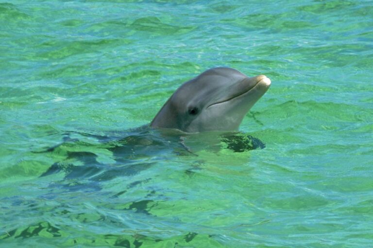 Sauvetage réussi : Un dauphin échoué secouru au Grau-du-Roi !